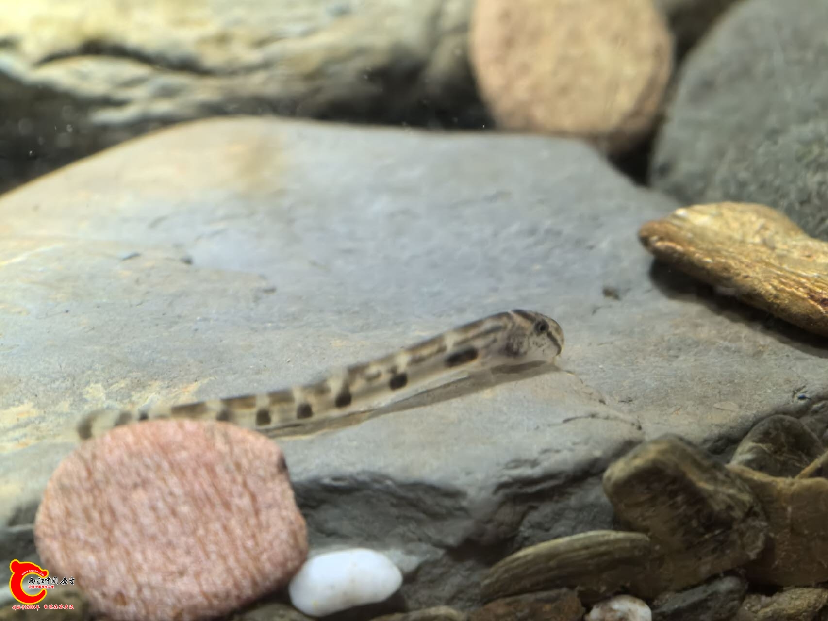 wechat_upload175591894668a93262f2566