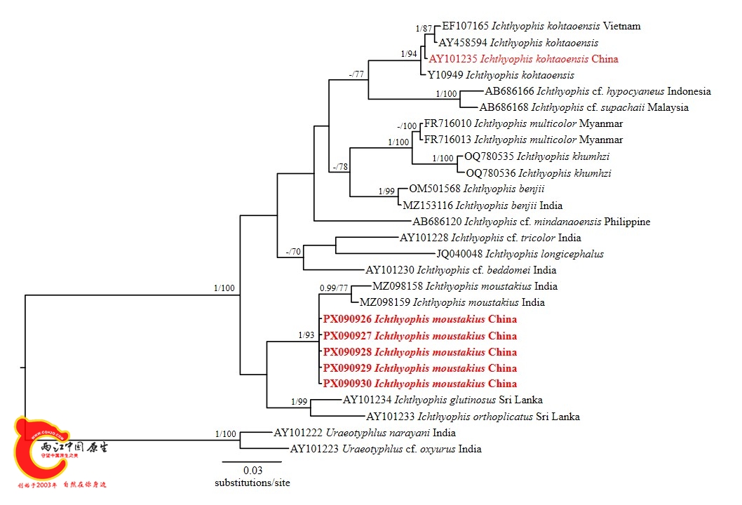 基于Cytb基因构建的鱼螈属系统演化关系