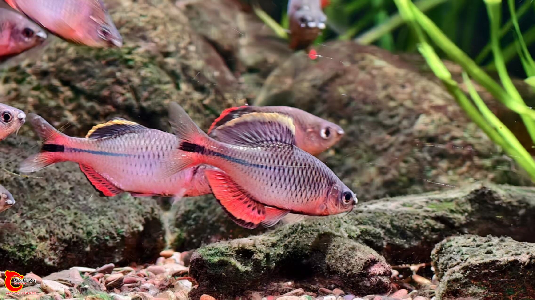 wechat_upload17616619586900d4061a078