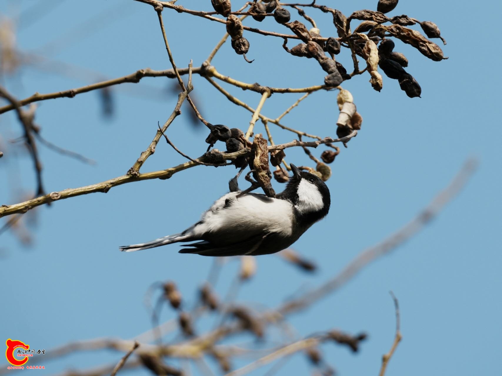 wechat_upload17663074416947b67118bb6