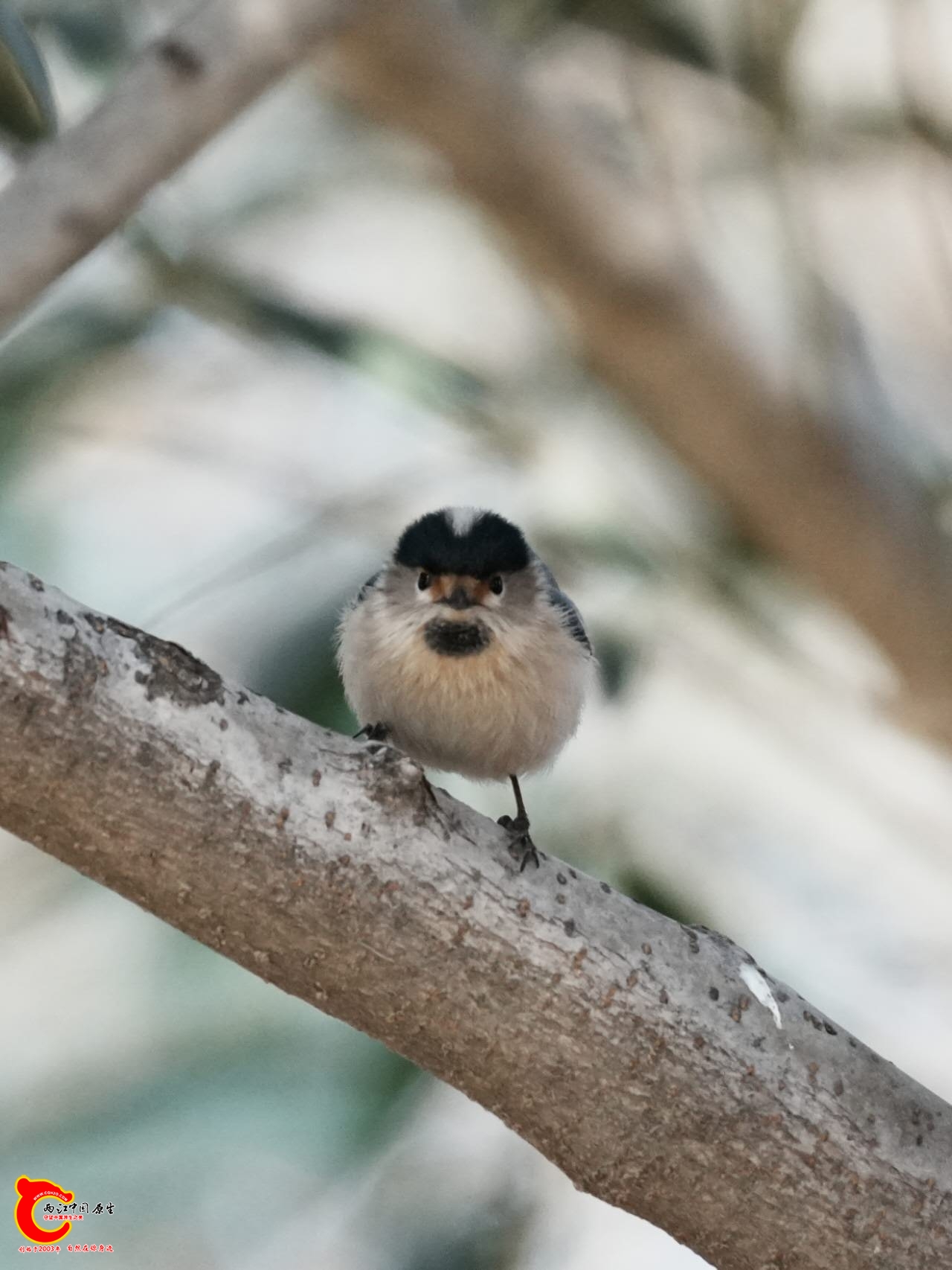 wechat_upload17663074436947b67352570