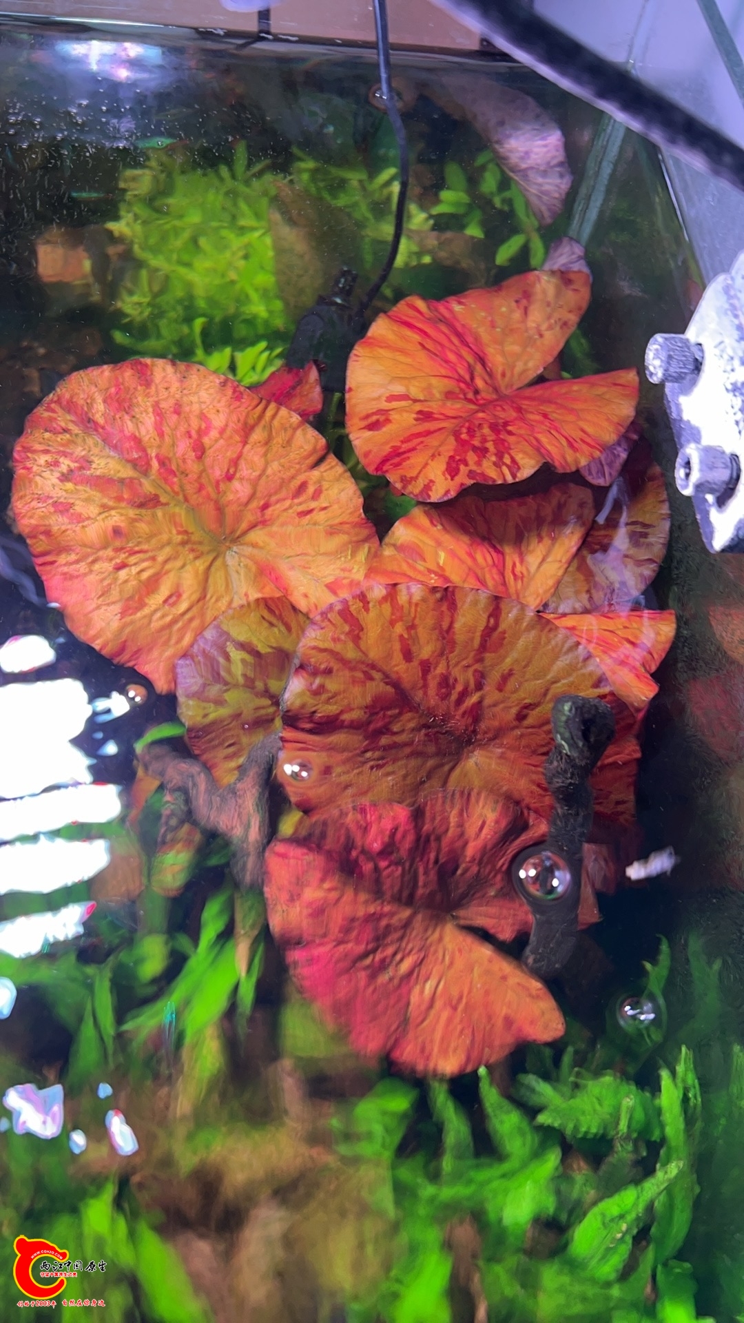 wechat_upload1770881093698d8045c6e60