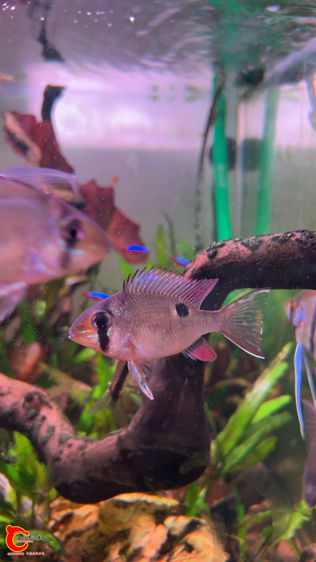 wechat_upload1770881094698d804669698