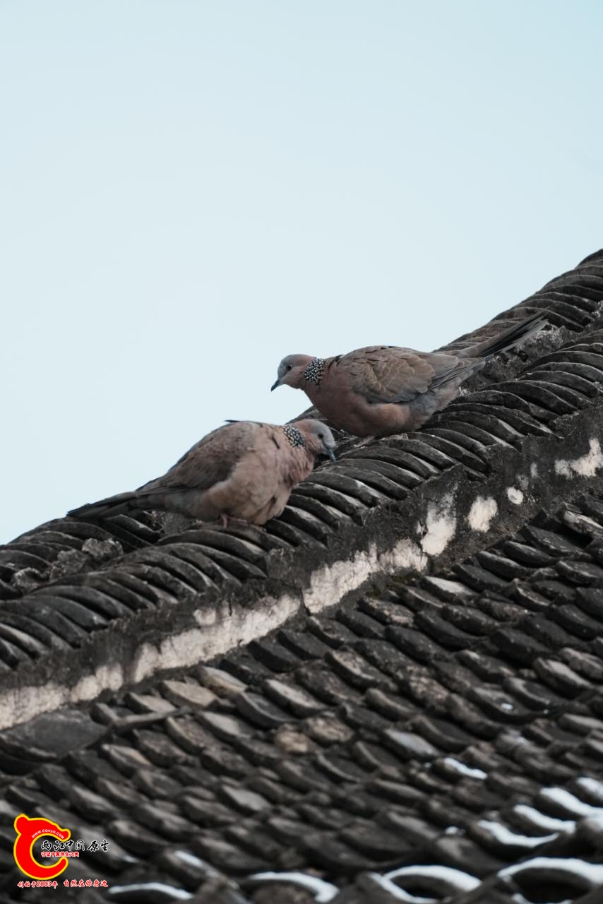 wechat_upload17712349906992e6aec2b4f