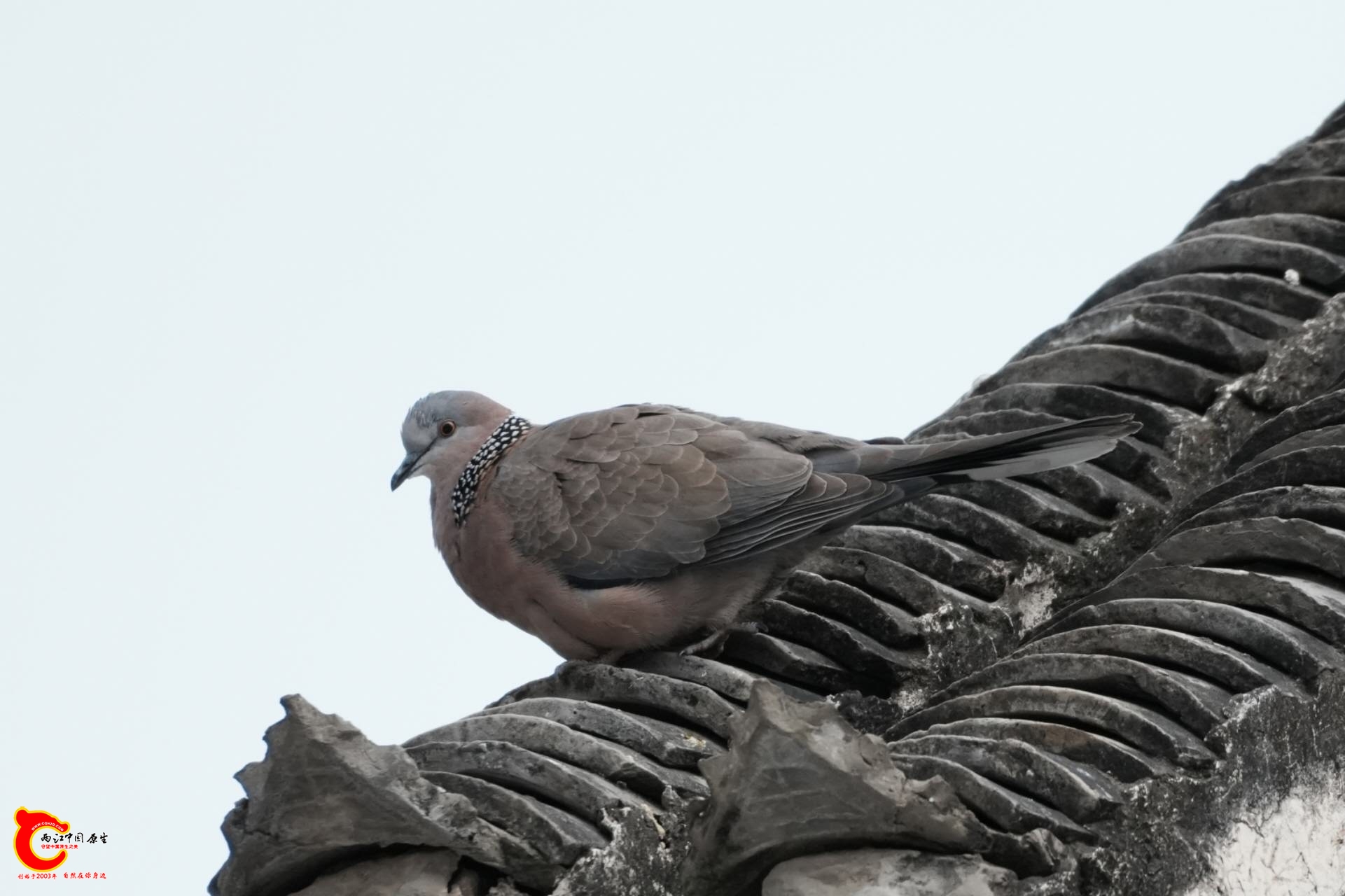 wechat_upload17712349916992e6af4f5f7