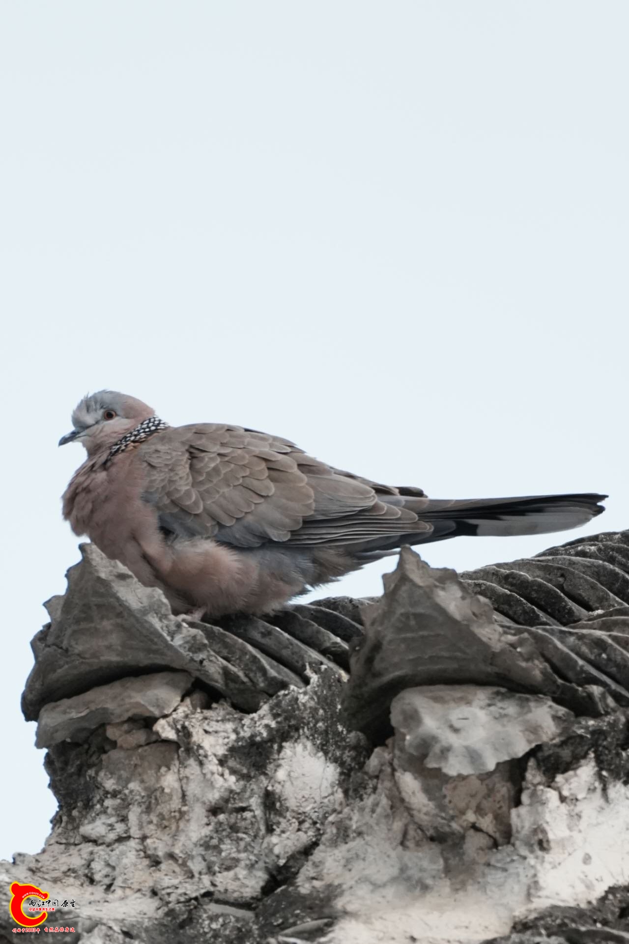 wechat_upload17712349916992e6afde541