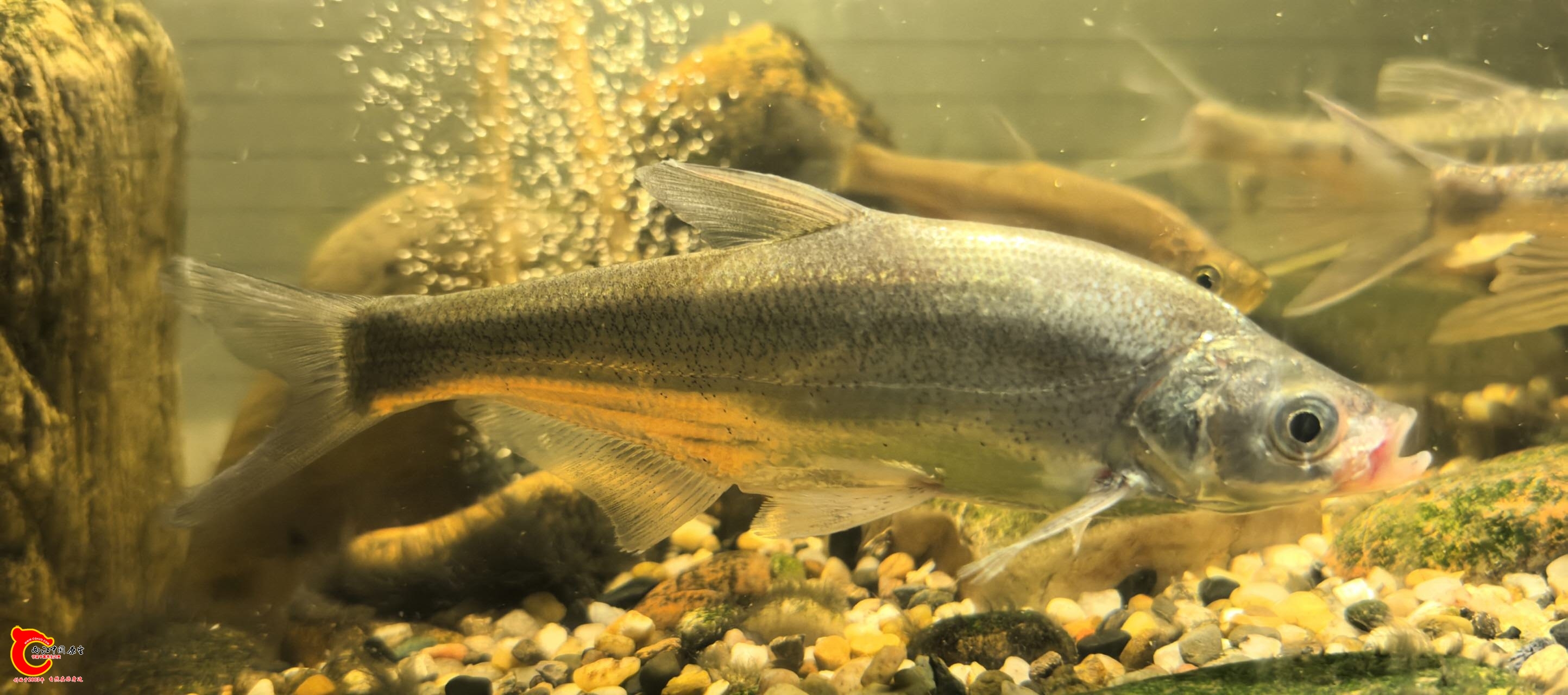 wechat_upload177548847069d3cdd65bd90