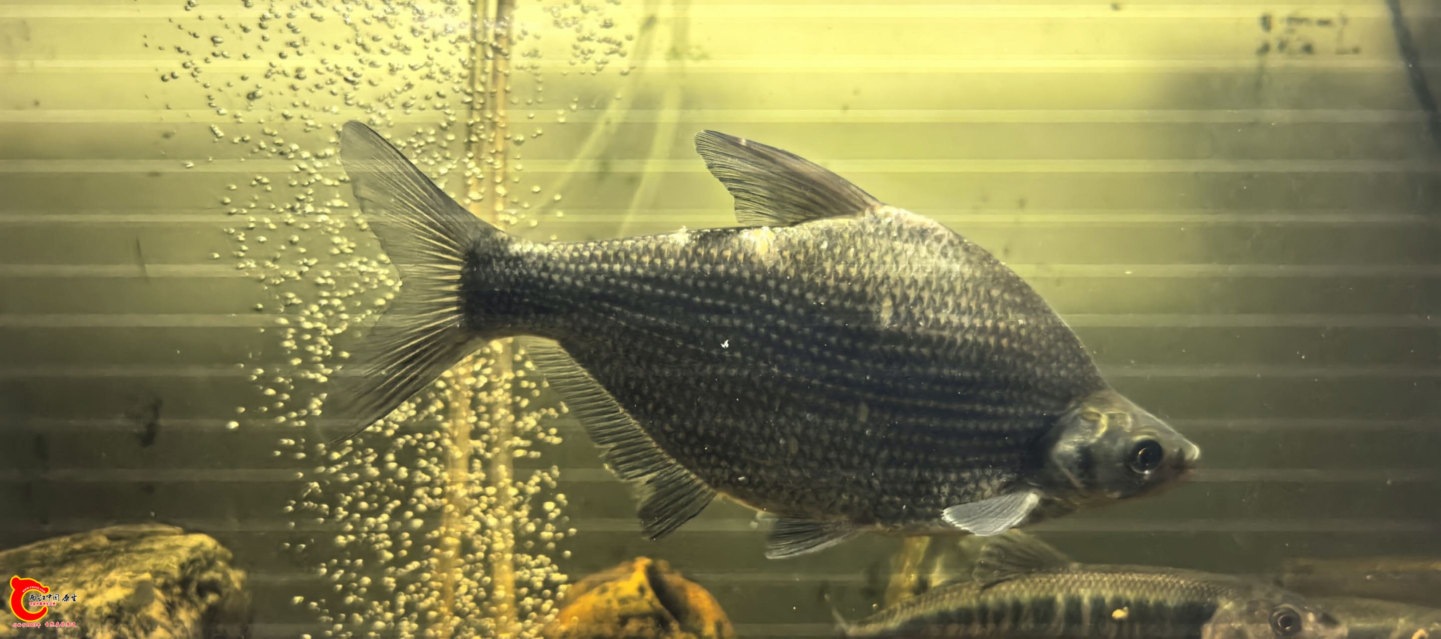 wechat_upload177548847469d3cdda5a773