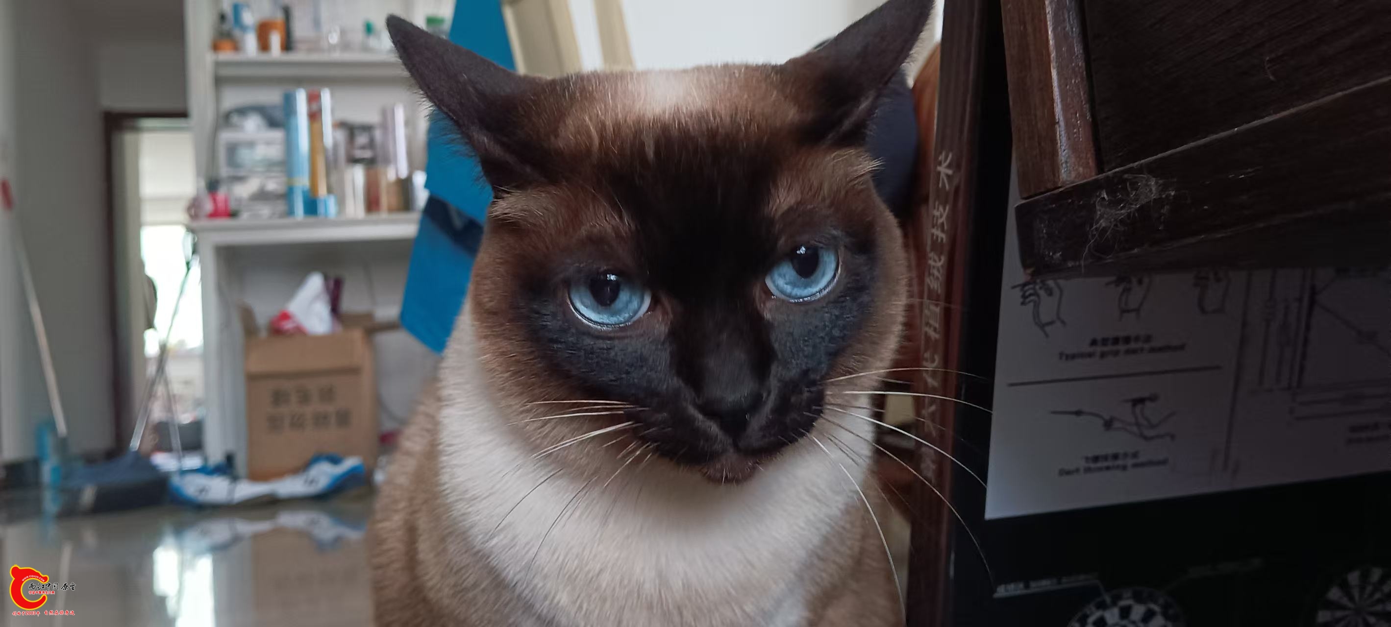 论坛的和平使者