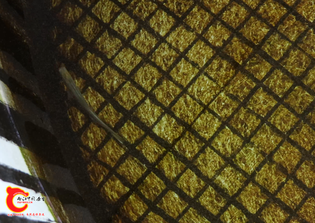 QQ20260426-235343.png