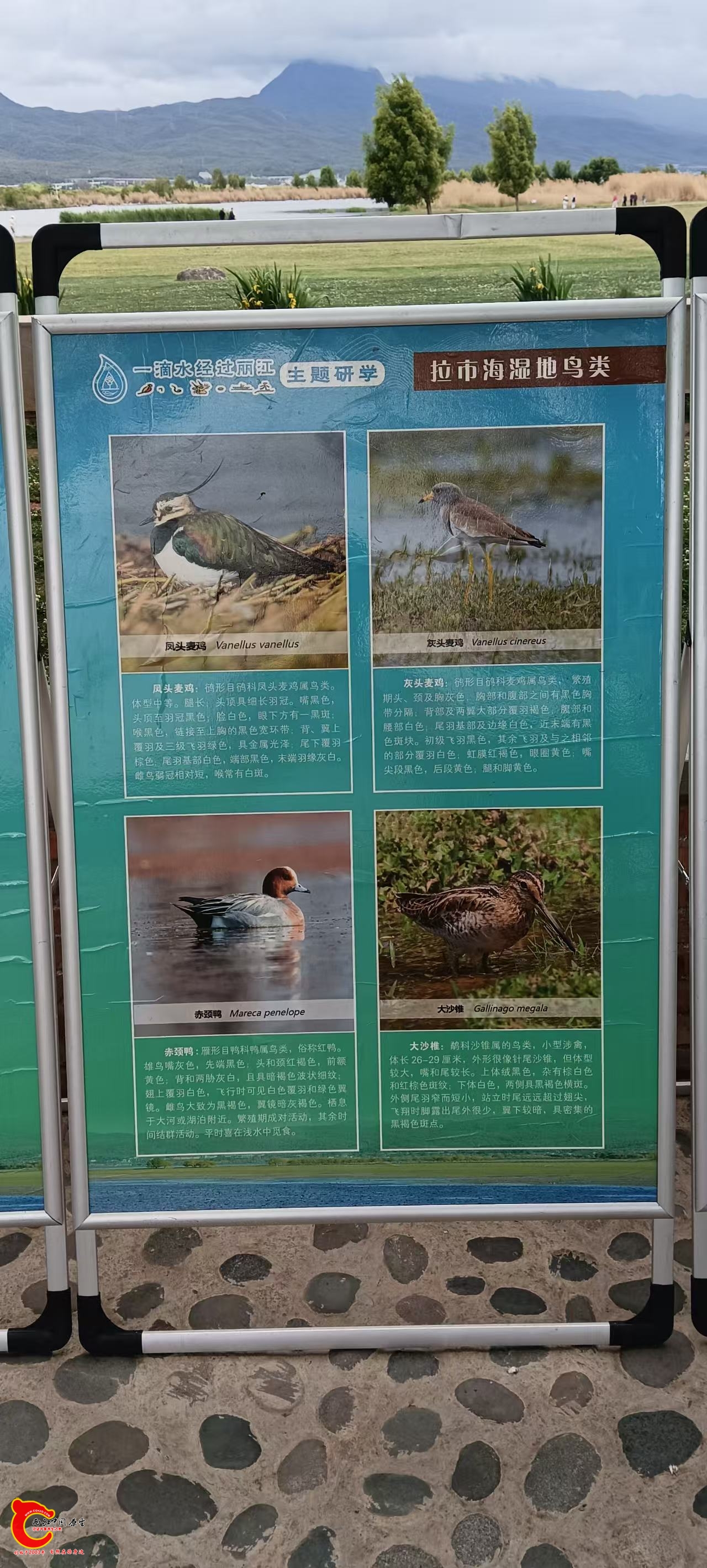应该就是这些鸟类，感觉和北京差不多