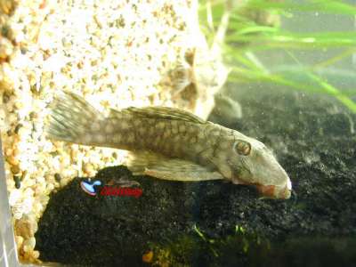 鱼---异型鱼照片展览!