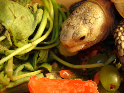 发我家小缅陆吃东西的照片!和我给小缅陆设计的箱子