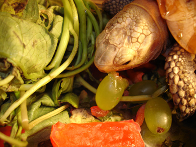 发我家小缅陆吃东西的照片!和我给小缅陆设计的箱子