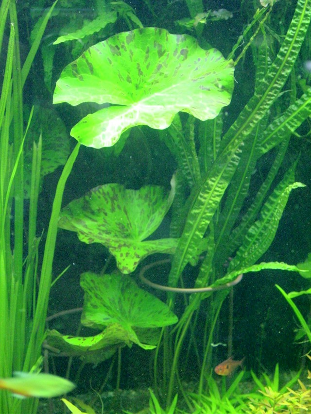 卷土重来--水草特籍