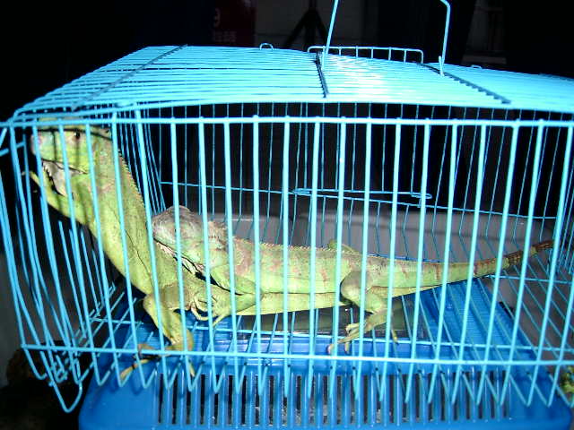 今天到棉花街胡乱拍了一些，但没拍到可爱的小星龟。