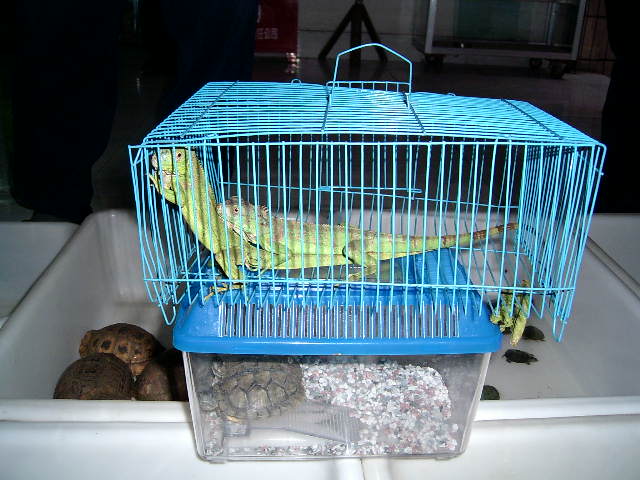 今天到棉花街胡乱拍了一些，但没拍到可爱的小星龟。