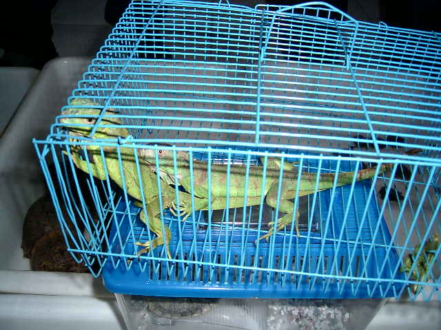 今天到棉花街胡乱拍了一些，但没拍到可爱的小星龟。