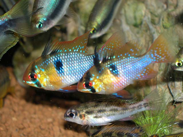 荷蘭凤凰！！！