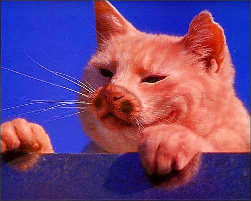 [推荐]猫猫染怪“发”比比谁最酷