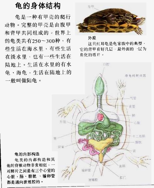 龟的身体结构