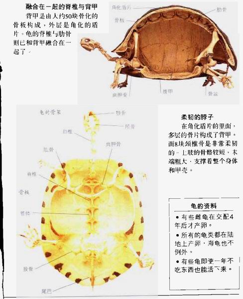 龟的身体结构