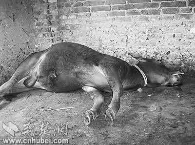 猫狗牛街头离奇死亡(组图)