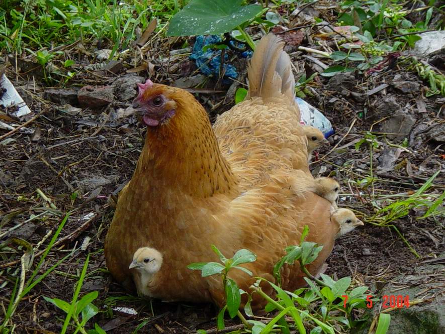 [原创]抱鸡母
