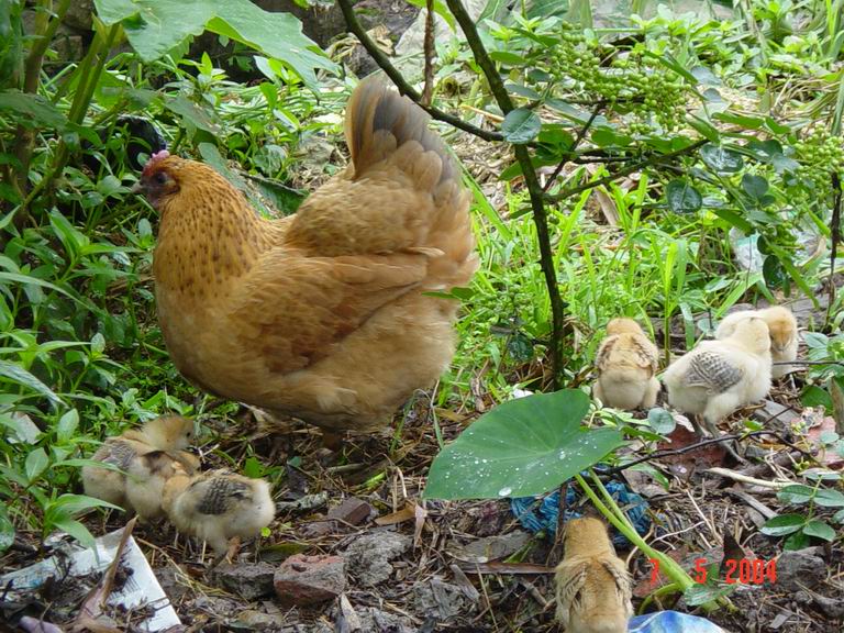 [原创]抱鸡母