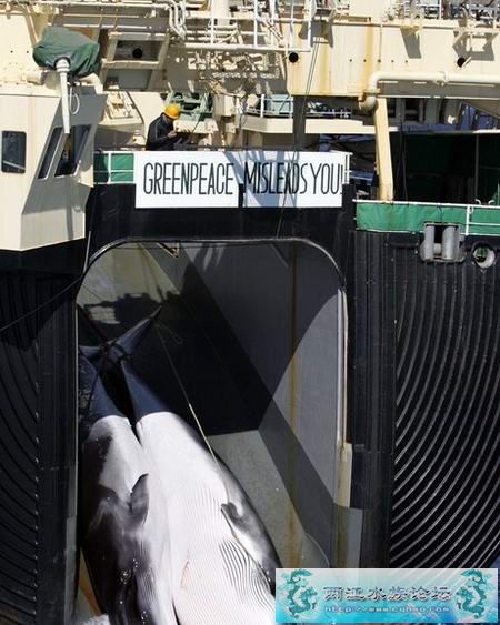 贱！！鲸肉比牛肉还便宜 探秘日本鲸鱼屠宰场