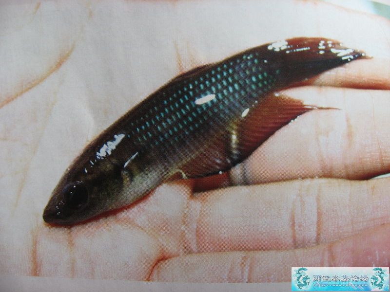 [贴图]拍自杂志的马来西亚野采!