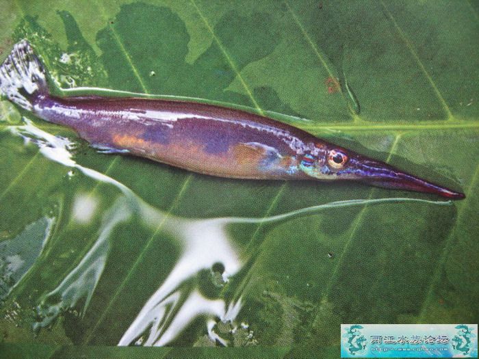 [贴图]拍自杂志的马来西亚野采!