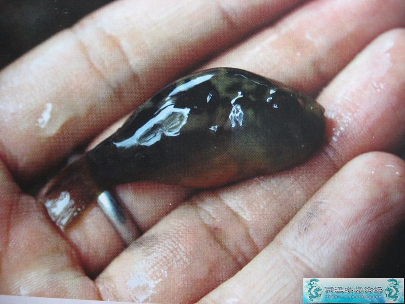 [贴图]拍自杂志的马来西亚野采!