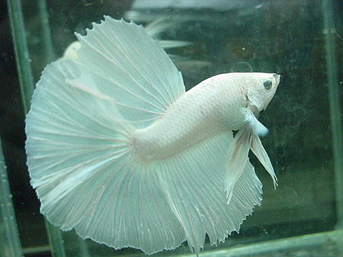 发彪了！！！总有一款斗鱼是你喜欢的！