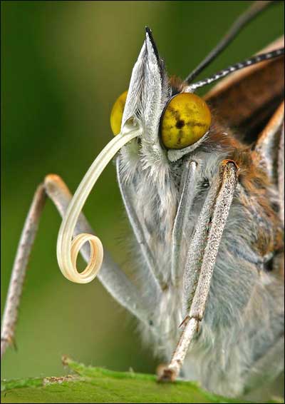 国庆献礼！极品昆虫世界！！