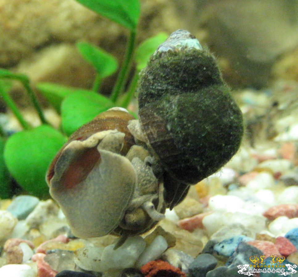 水王灌水之少儿不宜