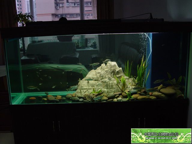 国鱼贺新春,祝贺大家新年快乐(新开的3个缸)