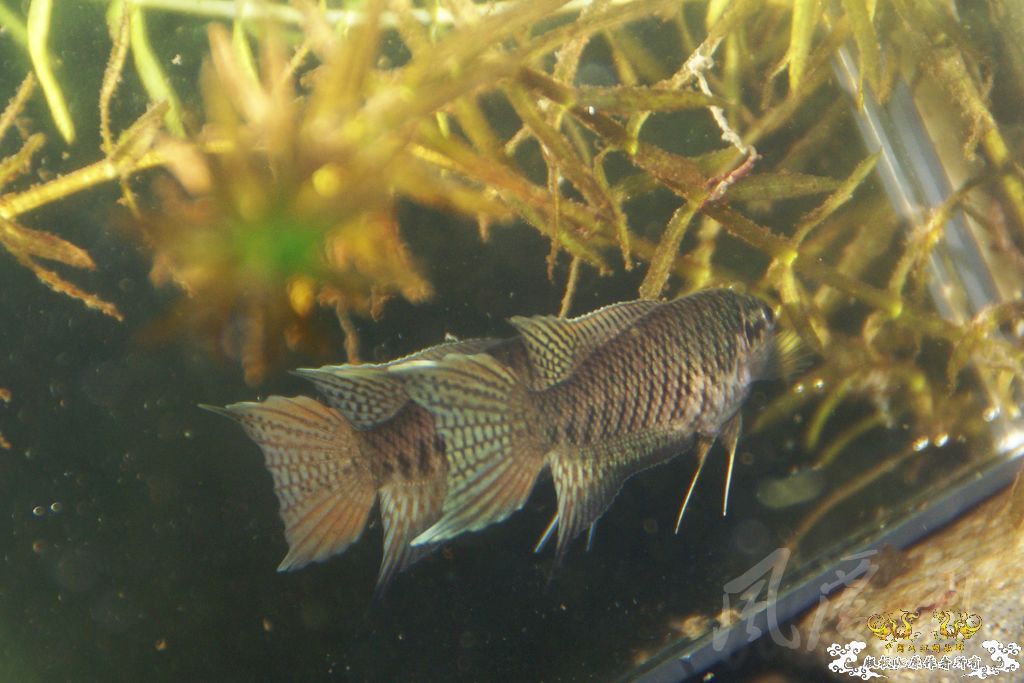 [原创]小圆小黑