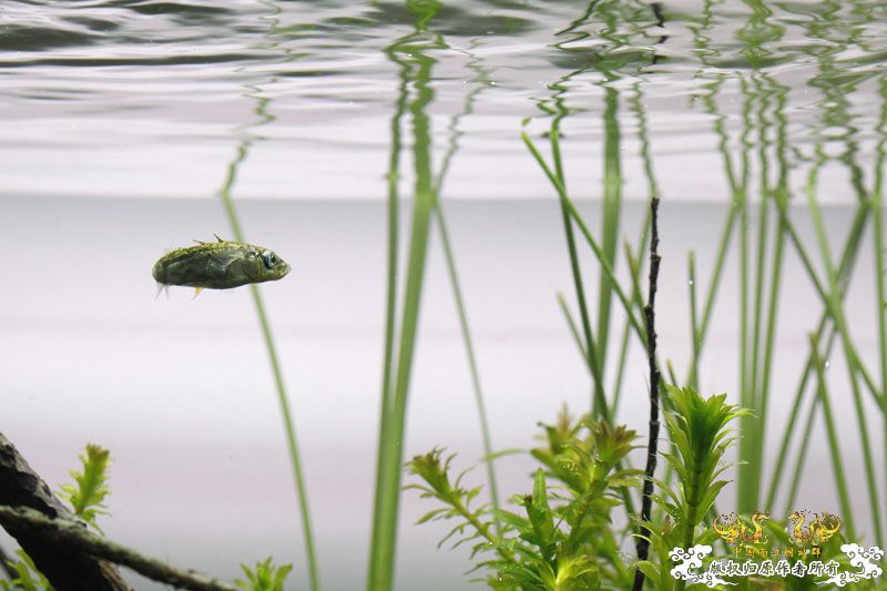 网友的刺鱼缸 [5P]
