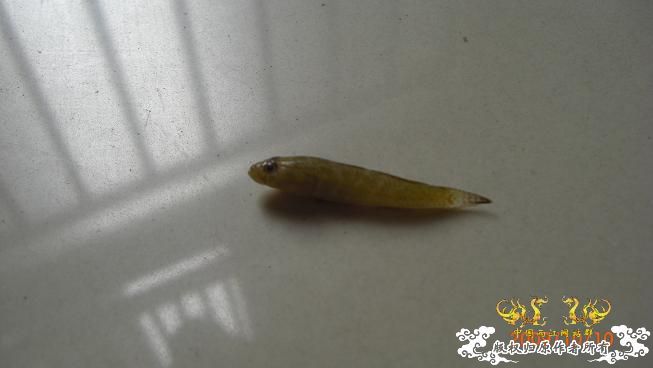 赣江居然有这个。。