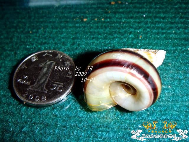 [原创]月光与硬币！