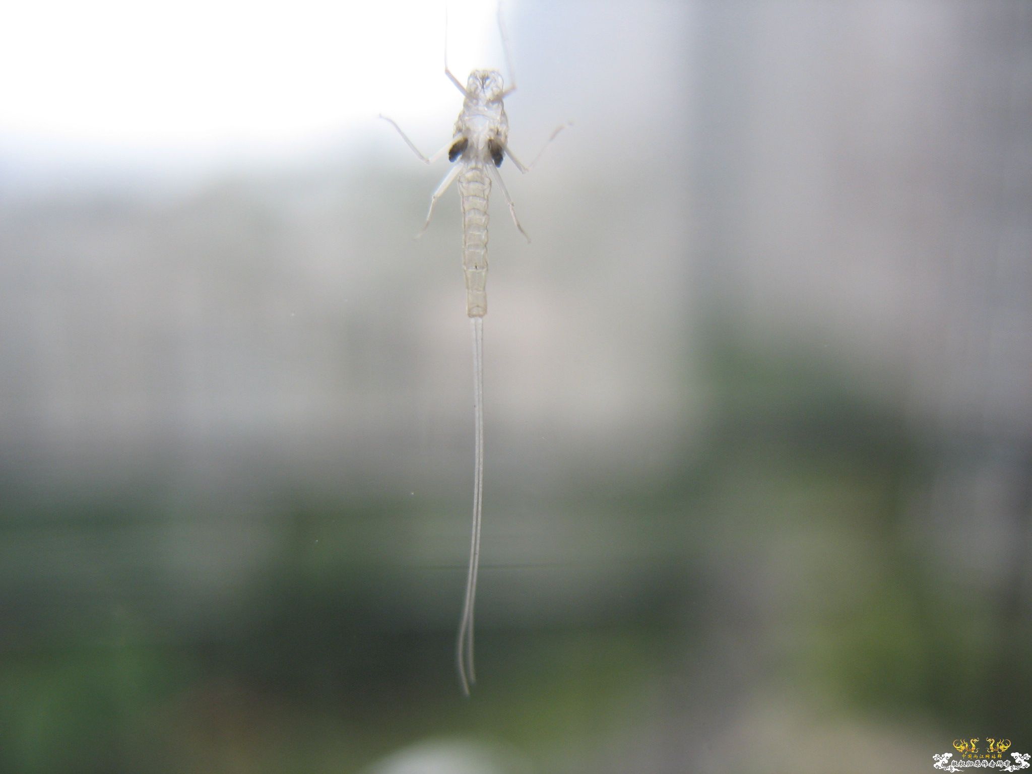 认虫！奇特小虫。