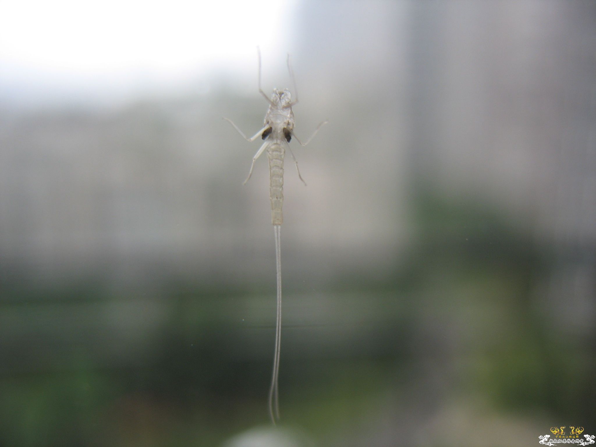 认虫！奇特小虫。