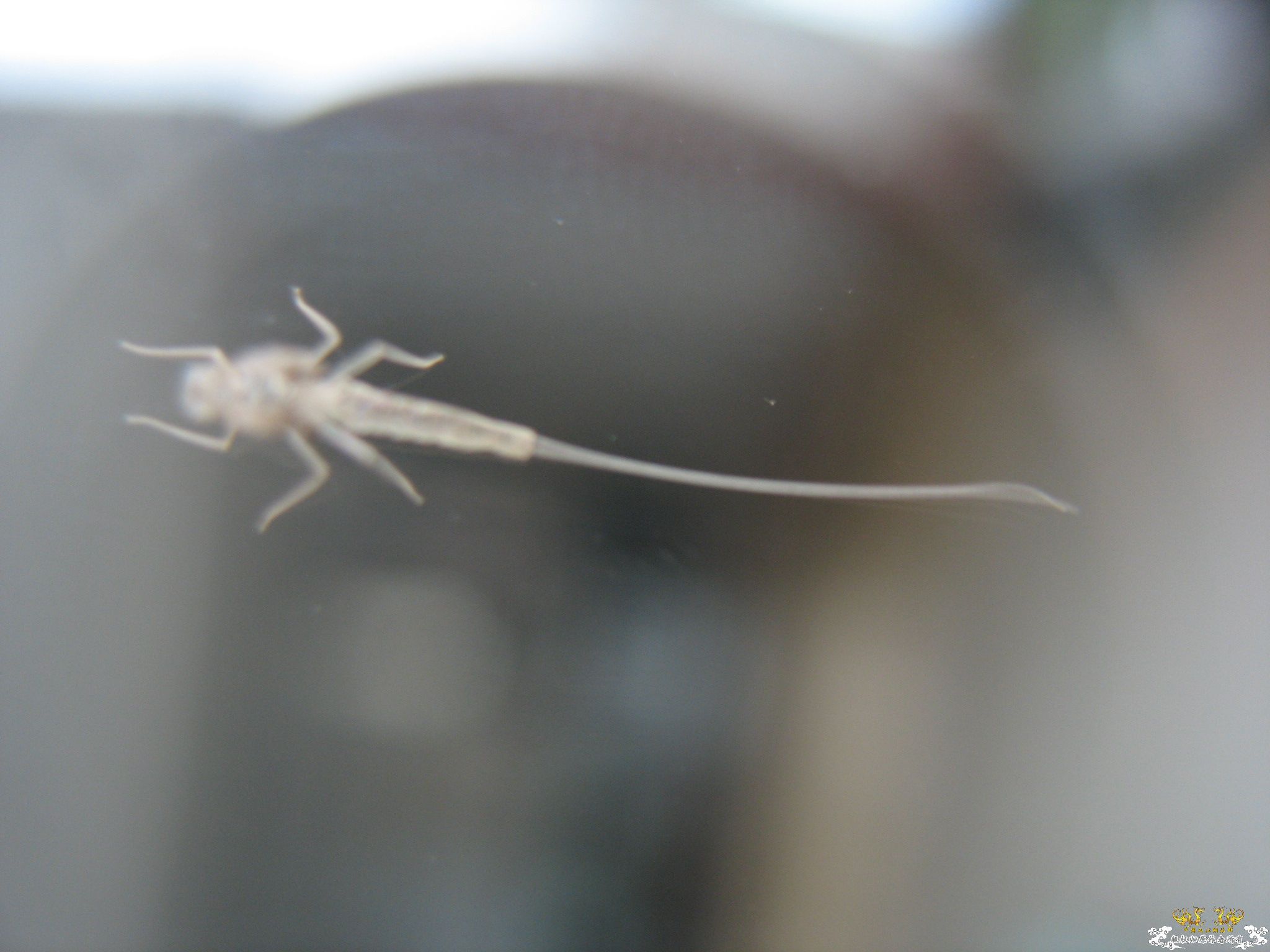 认虫！奇特小虫。