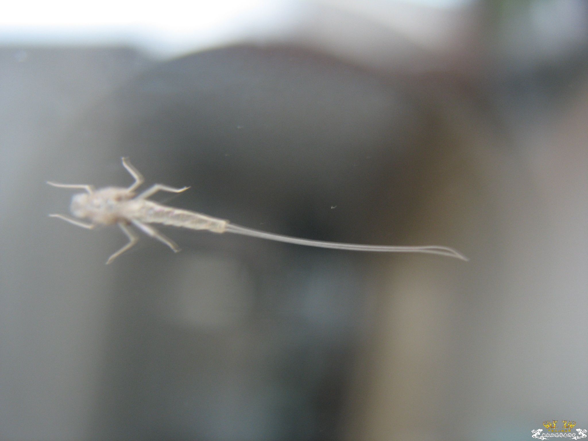 认虫！奇特小虫。