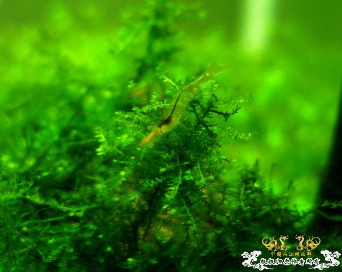 [原创]优雅的红鼻细足米虾