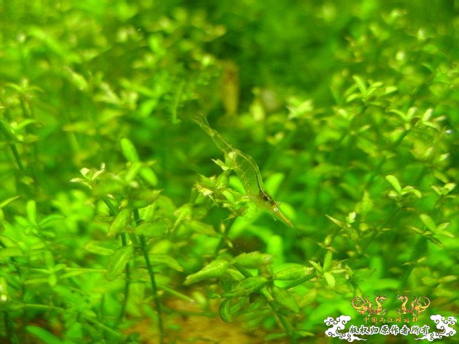 [原创]优雅的红鼻细足米虾