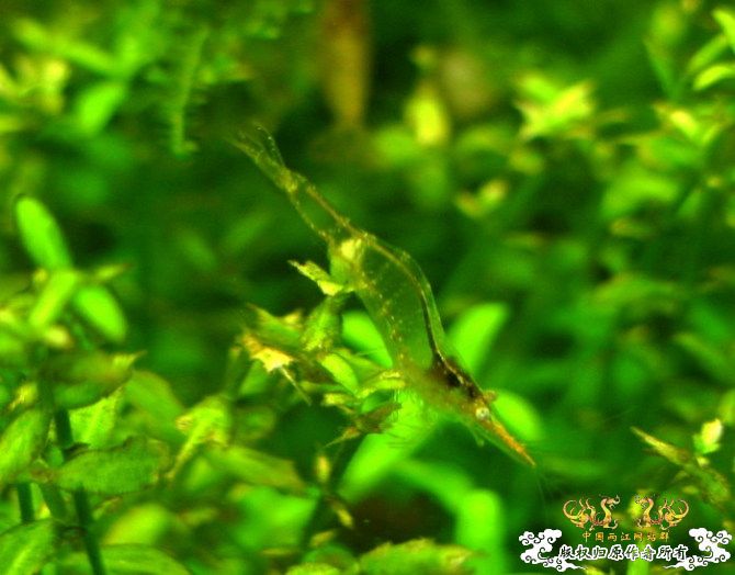 [原创]优雅的红鼻细足米虾
