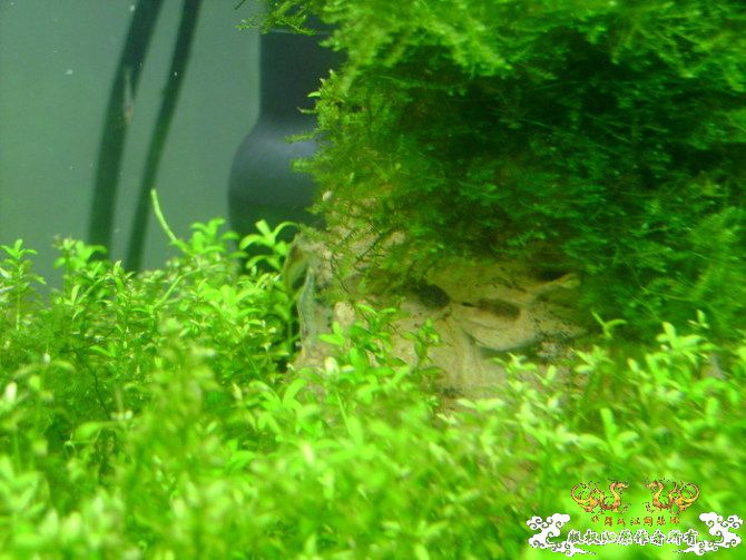 [原创]优雅的红鼻细足米虾