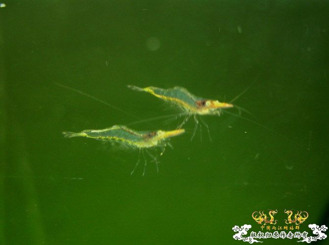 [原创]优雅的红鼻细足米虾